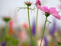 диета раздельного питания 90