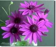 ����� ��� ��������� ��� ����������