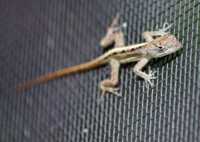 ��� ������ ���� �����