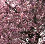 ����� ��� ���������