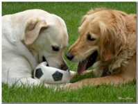 ����������� ��� ���������