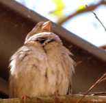 ��� �������� ����� ������