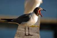 ��� ��������� �������� �� �����