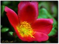 ��� ������ ������ �������