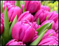 ������� ��� �������� ���������