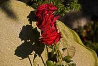 ���������� ����� ��� ���������