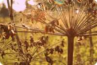 нано методика гарантированное похудение скачать