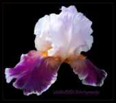 ������� ��������