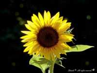 �������� ��� ��������� ������