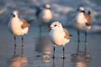 �������� �� ����