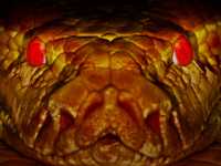 препараты на травах для похудения