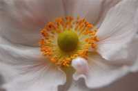 ������� ����������� �������