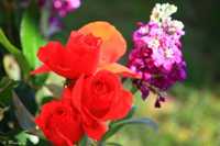 простые и эффективные диеты