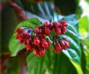 раздельное питание грибы