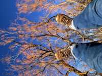 реально эффективная методика похудения скачать