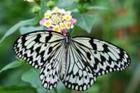 ������ ��� ��������� ����