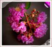 ����� ��������� ���������