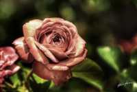 �������� ��� ��������� �����