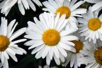 ������� ��� ���������