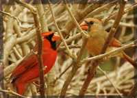 эффективные диеты форум