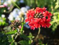 �������� ������� �����