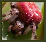 жесткие диеты для быстрого похудения